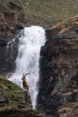Capra ibex