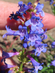 Penstemon rydbergii