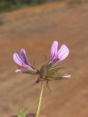 Pelargonium multicaule