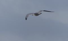 Ichthyaetus audouinii