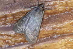 Achyra rantalis