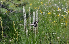 Platanthera dilatata leucostachys