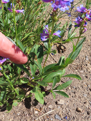 Penstemon rydbergii
