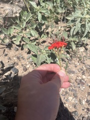 Nyctaginia capitata