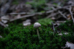 Collybiopsis peronata