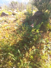 Pelargonium multicaule