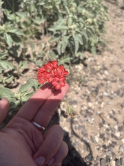 Nyctaginia capitata
