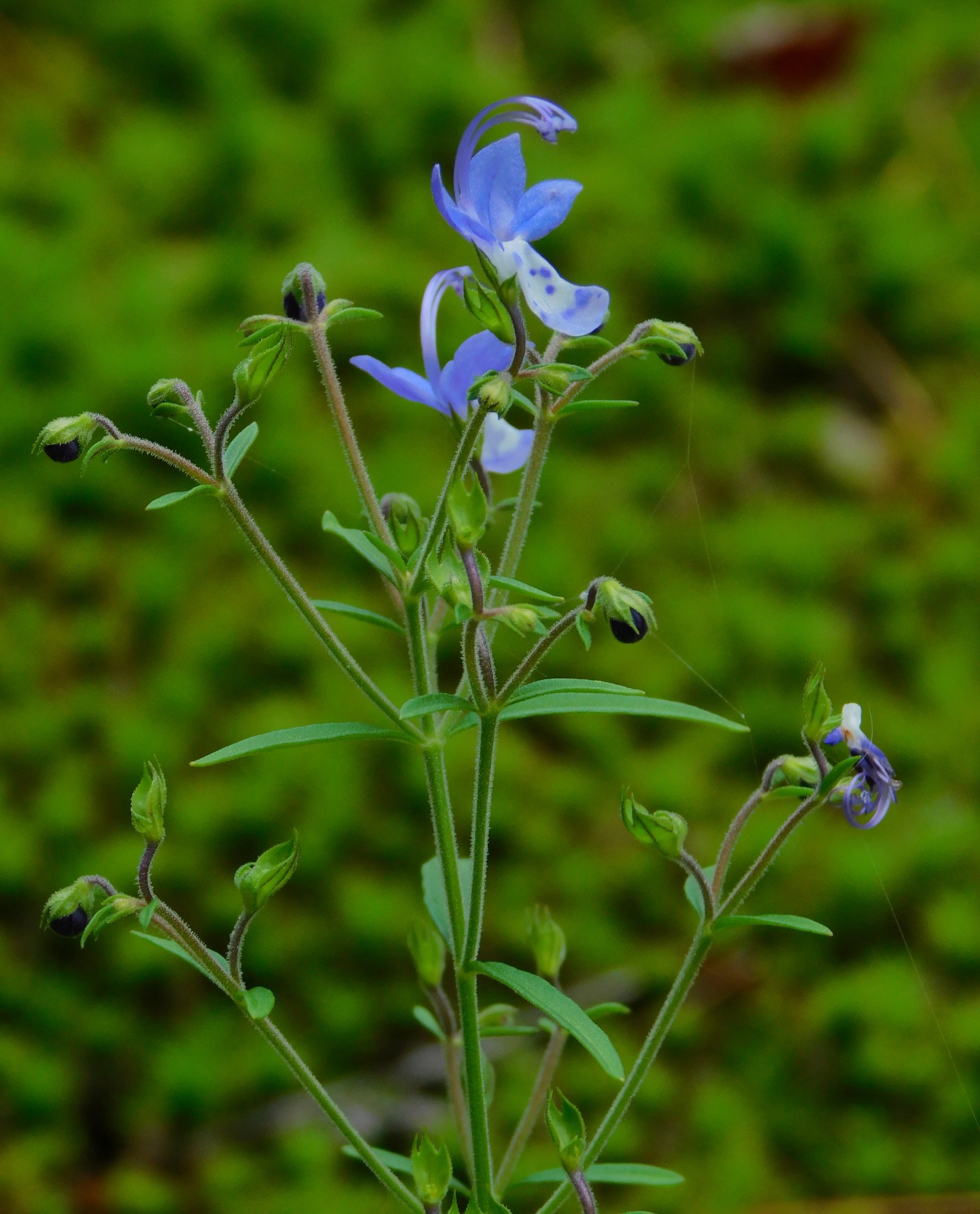 Trichostema setaceum