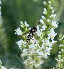 Hoplitimyia constans
