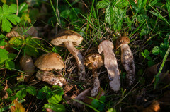 Leccinellum pseudoscabrum