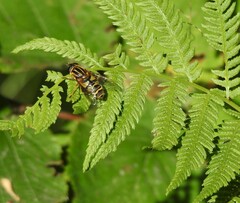 Helophilus fasciatus