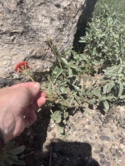 Nyctaginia capitata