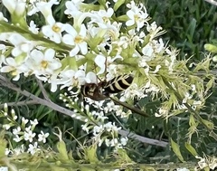 Hoplitimyia constans