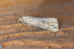 Crambodes talidiformis