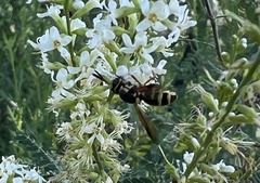 Hoplitimyia constans