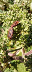 Graphosoma italicum
