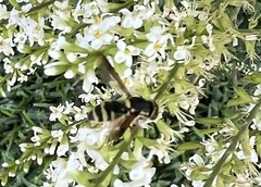 Hoplitimyia constans