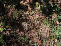 Pseudoturritis turrita