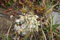 Cerastium alpinum