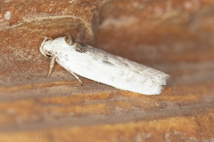 Antaeotricha