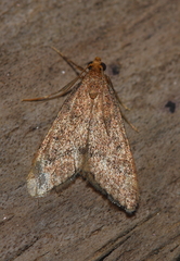 Bostra obsoletalis