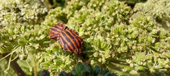 Graphosoma italicum