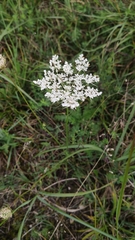 Daucus