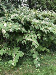 Reynoutria × bohemica