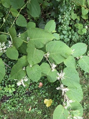 Reynoutria × bohemica