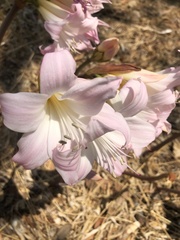 Amaryllis belladonna