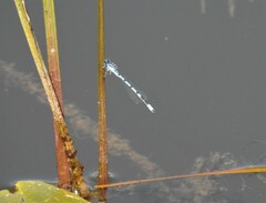 Enallagma carunculatum