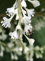 Reynoutria × bohemica