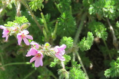 Pelargonium hirtum