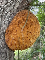 Inonotus