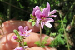 Pelargonium hirtum