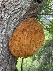 Inonotus