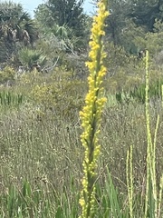 Solidago mexicana