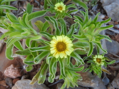 Asteriscus aquaticus