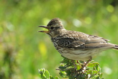 Galerida magnirostris
