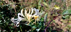 Lonicera periclymenum