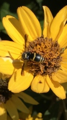 Euodynerus hidalgo boreoorientalis