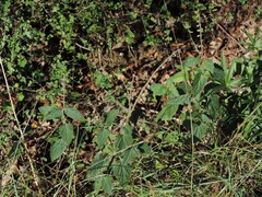 Scutellaria columnae