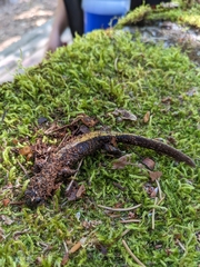 Ambystoma macrodactylum