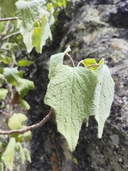Montanoa tomentosa