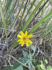 Coreopsis