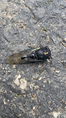 Neotibicen lyricen