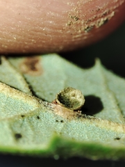 Neuroterus anthracinus