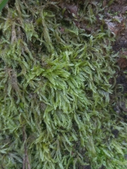 Catagonium nitens nitens