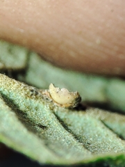 Neuroterus anthracinus