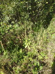 Oenothera
